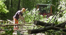 Das Foto zeigt Jeremy Müller aus dem Baumpflege-Team des DBM  mit einer Kettensäge beim Zerlegen einer Baumkrone im Jammertal. © DBM, Sonja Stender
