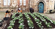 Das Foto zeigt drei Beschäftigte des DBM beim Bepflanzen des Marburg800 Beets vor dem Rathaus.