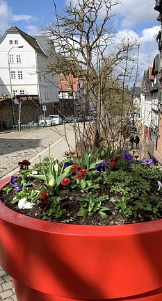 Das Foto zeigt einen Kübel mit Frühlingsblühern im Steinweg. © DBM, Sonja Stender