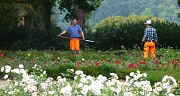 Das Foto zeigt zwei Gärtner des im Rosengarten bei der Arbeit.