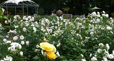 Das Foto zeigt blühende Rosenbeete mit dem neuen Pavillon im Hintergrund. © DBM, Sonja Stender