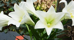 Das Foto zeigt einen Strauß weißer Lilien auf einem Grab.