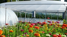 Die Stadtgärtnerei zieht auf ihrem Außengelände Blühpflanzen für den Verkauf und ihren Eigenbedarf. Im Folienhuas im Hintergrund reifen die Tomaten.